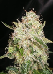 Chronic – Tyrol Seeds – Feminisiert – Produktansicht 2