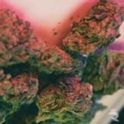 Critical Autoflowering Cannabisblüte – gewachsen aus Automatic Hanfsamen von Feminised Seeds