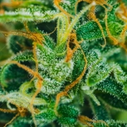 Dos Si Dos Cannabisblüte – gewachsen aus Feminisierte Hanfsamen von Feminised Seeds