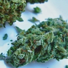Double Berry Cannabisblüte – gewachsen aus Feminisierte Hanfsamen von Feminised Seeds