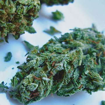 Double Berry Cannabisblüte – gewachsen aus Feminisierte Hanfsamen von Feminised Seeds