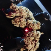 Easy Kush Cannabisblüte – gewachsen aus Feminisierte Hanfsamen von Feminised Seeds