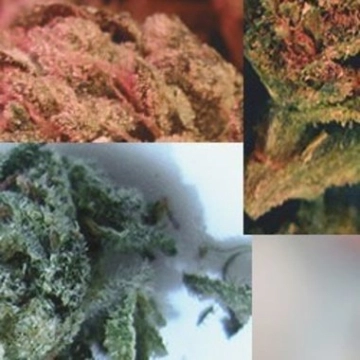 Indoor Mix Cannabisblüte – gewachsen aus Feminisierte Hanfsamen von Feminised Seeds