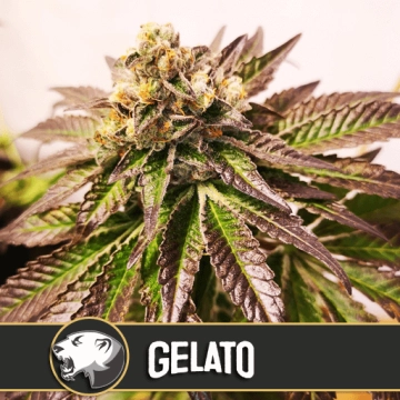 Gelato Cannabisblüte – gewachsen aus Feminisierte Hanfsamen von Feminised Seeds