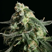 Girl Scout Cookies Cannabisblüte – gewachsen aus Feminisierte Hanfsamen von Feminised Seeds