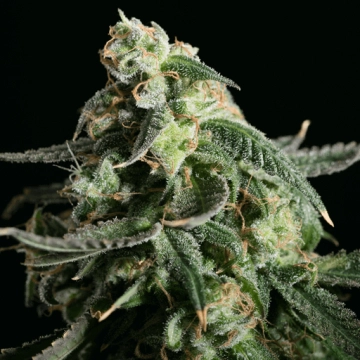 Girl Scout Cookies Cannabisblüte – gewachsen aus Feminisierte Hanfsamen von Feminised Seeds