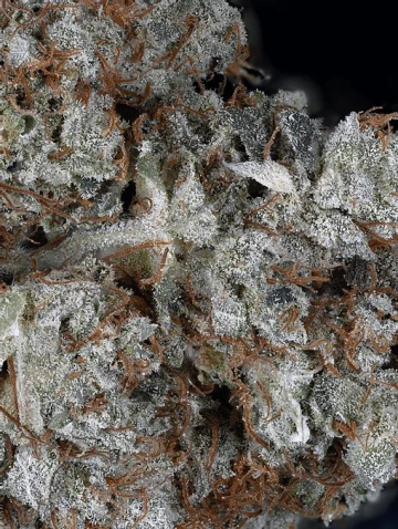 Gorilla Glue Cannabisblüte – gewachsen aus Feminisierte Hanfsamen von Feminised Seeds