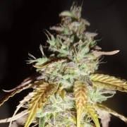 Midnight Haze Cannabisblüte – gewachsen aus Feminisierte Hanfsamen von Feminised Seeds