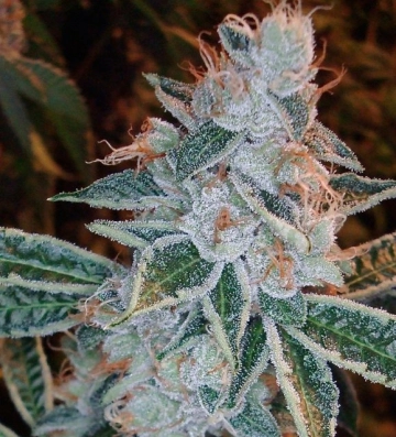 OG Kush Cannabisblüte – gewachsen aus Feminisierte Hanfsamen von Feminised Seeds