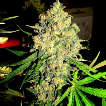 Pink Sherbert Cannabisblüte – gewachsen aus Feminisierte Hanfsamen von Feminised Seeds