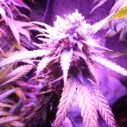 Purple Envy Cannabisblüte – gewachsen aus Feminisierte Hanfsamen von Feminised Seeds