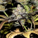 Star Doggie Cannabisblüte – gewachsen aus Feminisierte Hanfsamen von Feminised Seeds