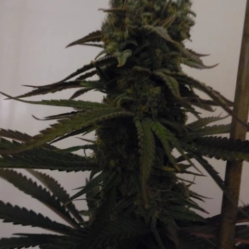 Sugar Mama Auto Cannabisblüte – gewachsen aus Automatic Hanfsamen von Feminised Seeds