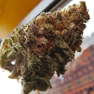 Super Iced Grapefruit Cannabisblüte – gewachsen aus Feminisierte Hanfsamen von Feminised Seeds