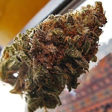 Super Iced Grapefruit Cannabisblüte – gewachsen aus Feminisierte Hanfsamen von Feminised Seeds