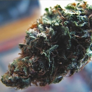 The Widow Cannabisblüte – gewachsen aus Feminisierte Hanfsamen von Feminised Seeds