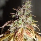Viva Sativa Cannabisblüte – gewachsen aus Feminisierte Hanfsamen von Feminised Seeds