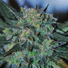 Auto AK Cannabisblüte – gewachsen aus Automatic Hanfsamen von G13 Labs Seeds