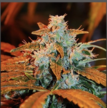 Auto Berry Cannabisblüte – gewachsen aus Automatic Hanfsamen von G13 Labs Seeds