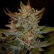 Blue OG Cannabisblüte – gewachsen aus Feminisierte Hanfsamen von G13 Labs Seeds