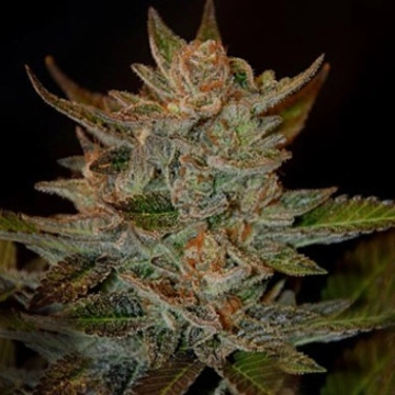 Blue OG Cannabisblüte – gewachsen aus Feminisierte Hanfsamen von G13 Labs Seeds