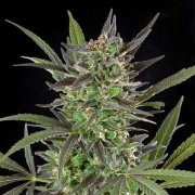 Blue Venom Cannabisblüte – gewachsen aus Feminisierte Hanfsamen von G13 Labs Seeds