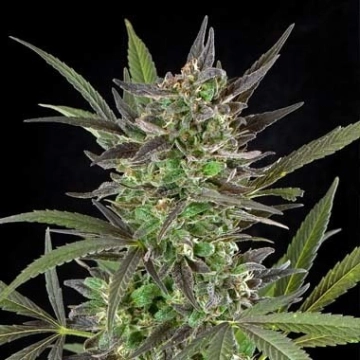 Blue Venom Cannabisblüte – gewachsen aus Feminisierte Hanfsamen von G13 Labs Seeds