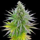 Blueberry Gum Cannabisblüte – gewachsen aus Feminisierte Hanfsamen von G13 Labs Seeds