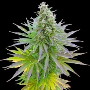 Blueberry Gum Cannabisblüte – gewachsen aus Feminisierte Hanfsamen von G13 Labs Seeds