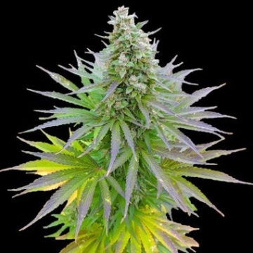 Blueberry Gum Cannabisblüte – gewachsen aus Feminisierte Hanfsamen von G13 Labs Seeds