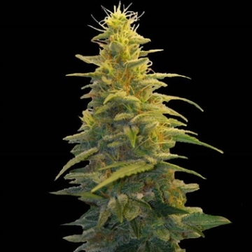 Blueberry Gum #2 Cannabisblüte – gewachsen aus Feminisierte Hanfsamen von G13 Labs Seeds