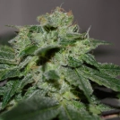 Chocolate Heaven Cannabisblüte – gewachsen aus Feminisierte Hanfsamen von G13 Labs Seeds