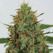 Cinderella 99 Cannabisblüte – gewachsen aus Feminisierte Hanfsamen von G13 Labs Seeds