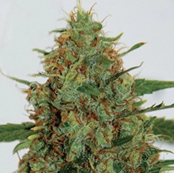 Cinderella 99 Cannabisblüte – gewachsen aus Feminisierte Hanfsamen von G13 Labs Seeds