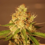 Diesel Auto Cannabisblüte – gewachsen aus Automatic Hanfsamen von G13 Labs Seeds
