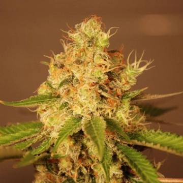 Diesel Auto Cannabisblüte – gewachsen aus Automatic Hanfsamen von G13 Labs Seeds