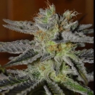 Double Black Cannabisblüte – gewachsen aus Feminisierte Hanfsamen von G13 Labs Seeds