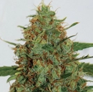 Gigabud Cannabisblüte – gewachsen aus Feminisierte Hanfsamen von G13 Labs Seeds