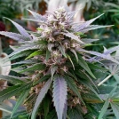 Hypnotic Cannabisblüte – gewachsen aus Feminisierte Hanfsamen von G13 Labs Seeds