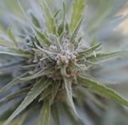 Midnight Kush Cannabisblüte – gewachsen aus Feminisierte Hanfsamen von G13 Labs Seeds