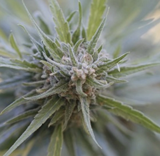 Midnight Kush – G13 Labs – Feminisiert