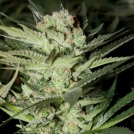 Mozzarella Cannabisblüte – gewachsen aus Feminisierte Hanfsamen von G13 Labs Seeds