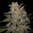 Northern Lights Auto Cannabisblüte – gewachsen aus Automatic Hanfsamen von G13 Labs Seeds