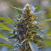 Northern Lights X Skunk Cannabisblüte – gewachsen aus Feminisierte Hanfsamen von G13 Labs Seeds