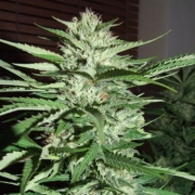 Pineapple Express Cannabisblüte – gewachsen aus Feminisierte Hanfsamen von G13 Labs Seeds