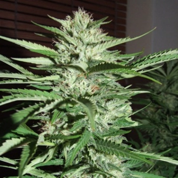 Pineapple Express Cannabisblüte – gewachsen aus Feminisierte Hanfsamen von G13 Labs Seeds