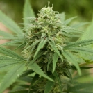 Pineapple Express #2 Cannabisblüte – gewachsen aus Feminisierte Hanfsamen von G13 Labs Seeds
