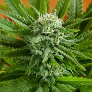 Pineapple Express Auto Cannabisblüte – gewachsen aus Automatic Hanfsamen von G13 Labs Seeds