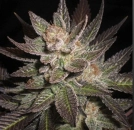 Purple Haze Cannabisblüte – gewachsen aus Feminisierte Hanfsamen von G13 Labs Seeds