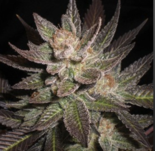 Purple Haze – G13 Labs – Feminisiert